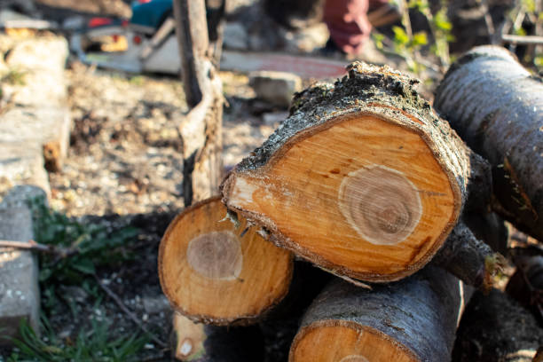 Best Tree Removal  in Scottdale, GA